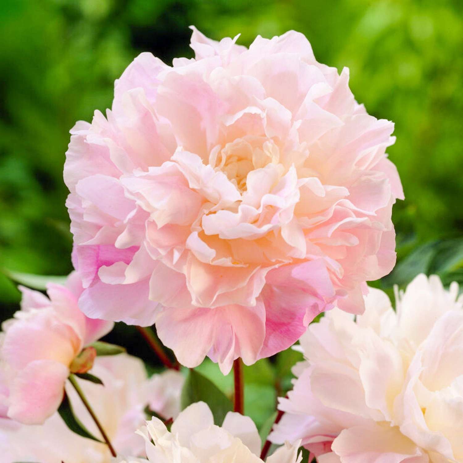 Pivoine ‘Catharina Fontijn’